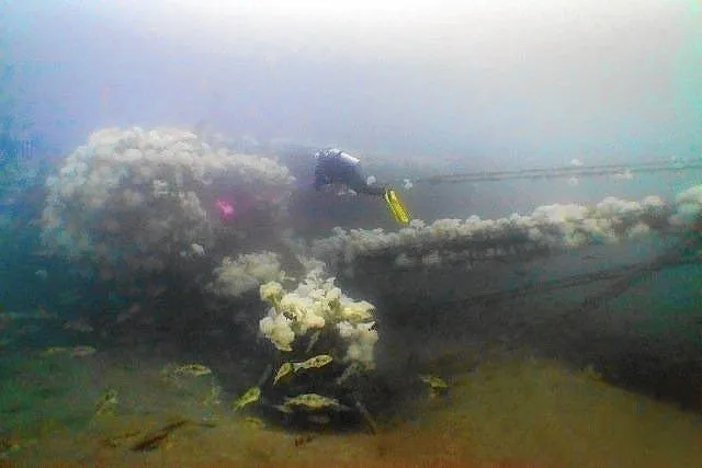 ACE Wreck Dive