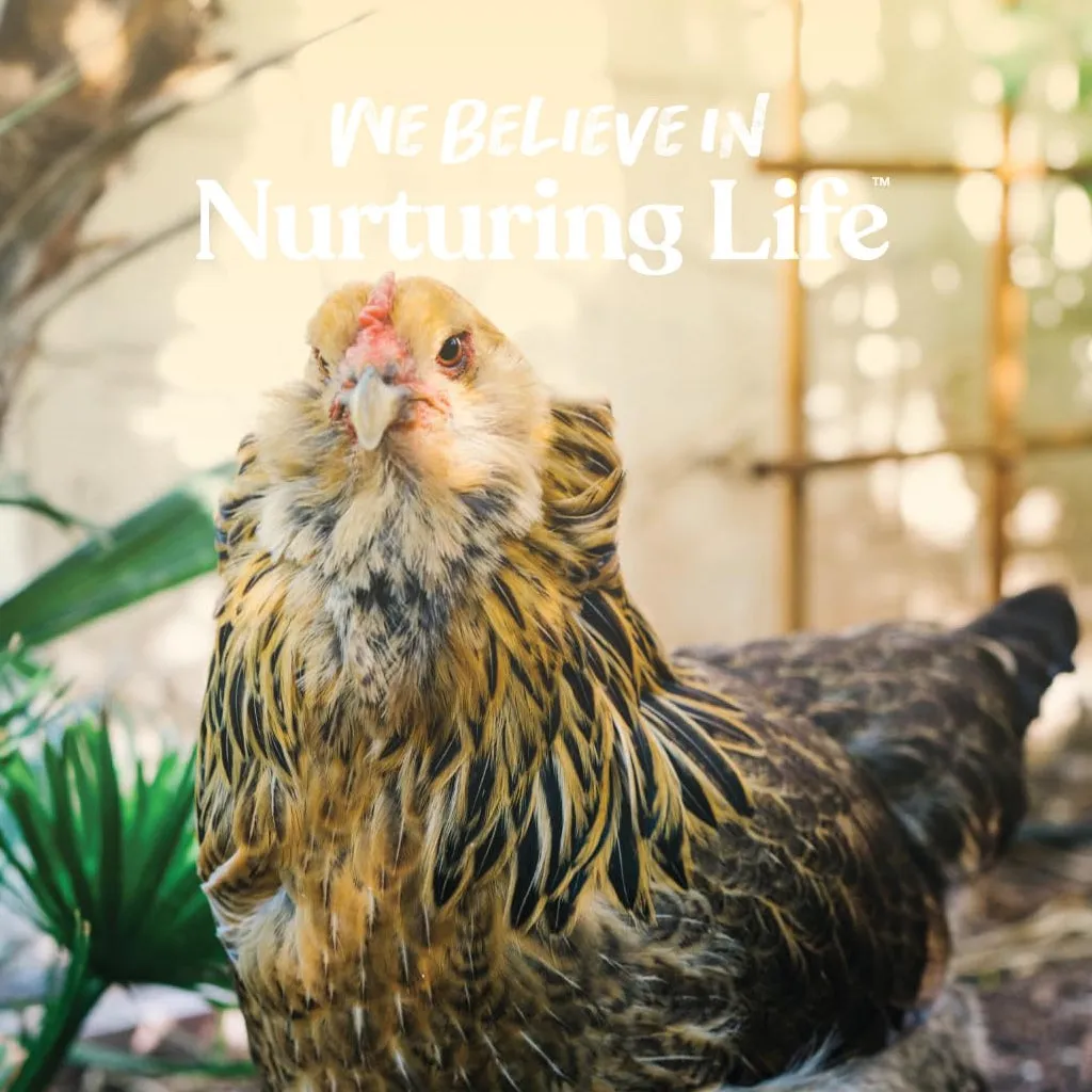 Manna Pro 16% Layer Pellets with Probiotics for Laying Hens (8 lb)