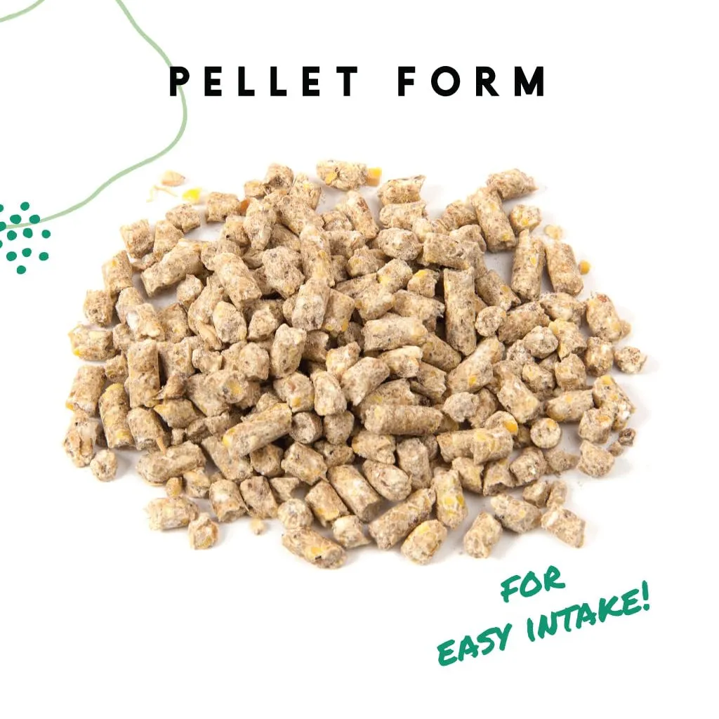 Manna Pro 16% Layer Pellets with Probiotics for Laying Hens (8 lb)