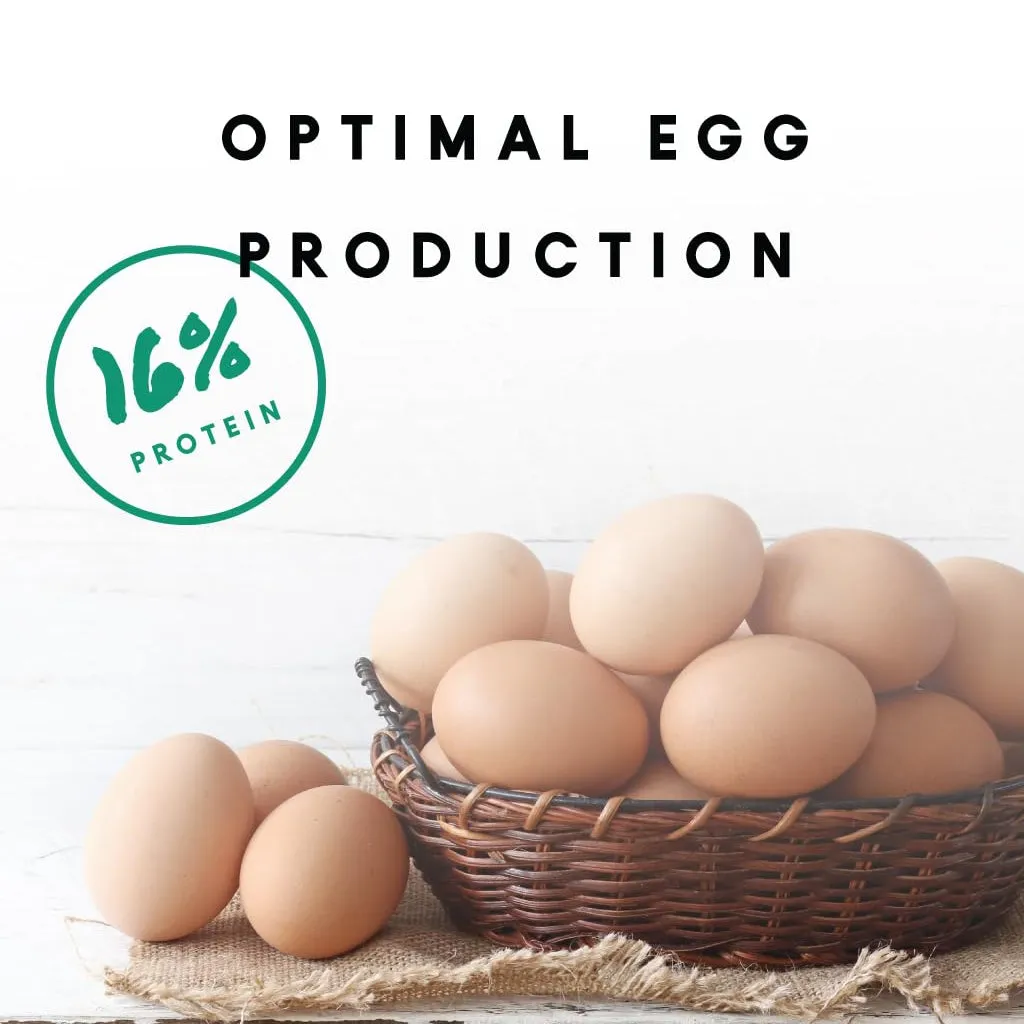 Manna Pro 16% Layer Pellets with Probiotics for Laying Hens (8 lb)