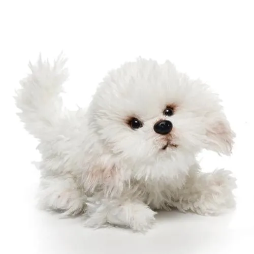 Plush Dogs: Bulldog, Bichon, French Bulldog-Non Sporting Breeds